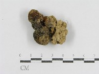 登錄號:F0005433藏品圖，第1張