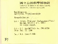 微皮傘屬藏品圖，第2張