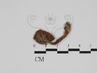 登錄號:F0005435藏品圖，第3張