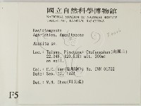 鵝膏屬藏品圖，第2張