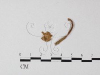 鵝膏屬藏品圖，第1張