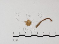 鵝膏屬藏品圖，第3張