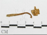 鵝膏屬藏品圖，第4張