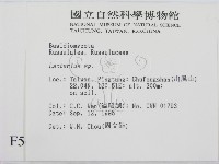 乳菇屬藏品圖，第2張