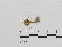 乳菇屬藏品圖，第3張