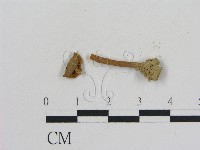 乳菇屬藏品圖，第1張