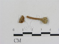 乳菇屬藏品圖，第3張