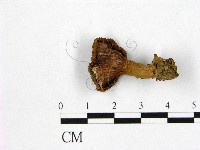 登錄號:F0005439藏品圖，第3張