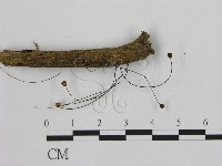 小皮傘屬藏品圖，第1張