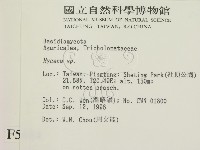 小菇屬藏品圖，第2張