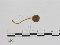 小菇屬藏品圖，第3張