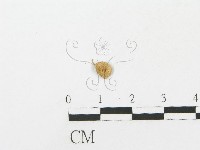 登錄號:F0005445藏品圖，第3張