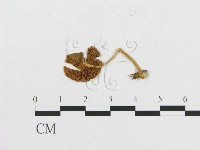 登錄號:F0005446藏品圖，第3張