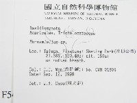 微皮傘屬藏品圖，第2張