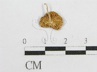 微皮傘屬藏品圖，第3張