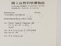 紫色禿馬勃藏品圖，第2張