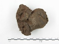 紫色禿馬勃藏品圖，第1張