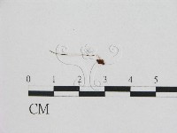 登錄號:F0005451藏品圖，第1張