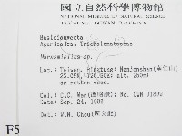 微皮傘屬藏品圖，第2張