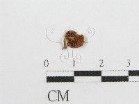 微皮傘屬藏品圖，第1張