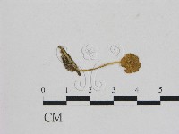 登錄號:F0005453藏品圖，第1張