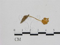 登錄號:F0005453藏品圖，第3張