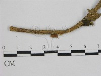 登錄號:F0005455藏品圖，第1張