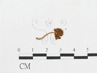 登錄號:F0005456藏品圖，第1張