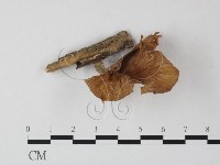 登錄號:F0005457藏品圖，第1張