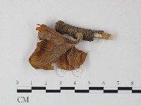 登錄號:F0005457藏品圖，第3張