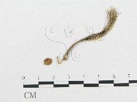 登錄號:F0005458藏品圖，第1張