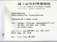 優雅波邊革菌藏品圖，第2張