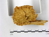 優雅波邊革菌藏品圖，第1張