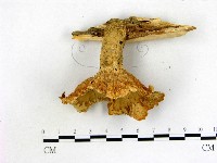 優雅波邊革菌藏品圖，第3張