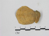 相鄰小孔菌藏品圖，第3張