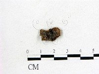 毛木耳藏品圖，第1張