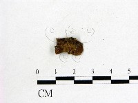 毛木耳藏品圖，第3張