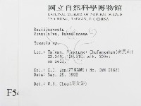 紅菇屬藏品圖，第2張