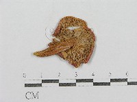 紅菇屬藏品圖，第3張
