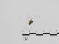 登錄號:F0005463藏品圖，第1張