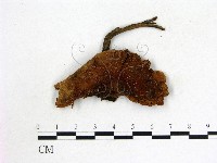 登錄號:F0005468藏品圖，第1張