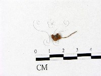 登錄號:F0005469藏品圖，第1張