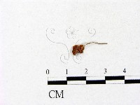 登錄號:F0005469藏品圖，第3張