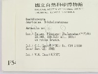 小皮傘屬藏品圖，第2張