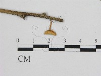 小皮傘屬藏品圖，第1張