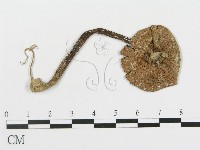 登錄號:F0005471藏品圖，第1張