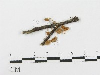 登錄號:F0005472藏品圖，第1張