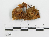 微皮傘屬藏品圖，第1張