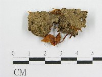 微皮傘屬藏品圖，第3張