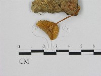 登錄號:F0005475藏品圖，第3張